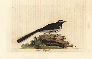 White-browed wagtail, Motacilla maderaspatensis White-browed wagtail, Motacilla maderaspatensis