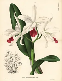 White Cattleya x elegans hybrid orchid White Cattleya x elegans hybrid orchid
