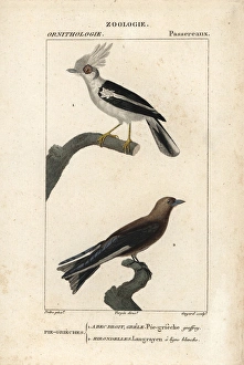 White-crested helmetshrike, Prionops plumatus White-crested helmetshrike, Prionops plumatus