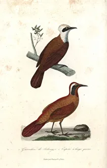 White-crested laughingthrush and Malaysian rail-babbler White-crested laughingthrush and Malaysian rail-babbler
