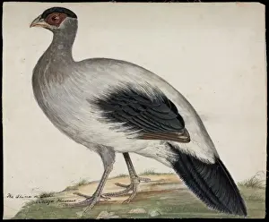Historical Bird Illustrations Prints: White-eared pheasant