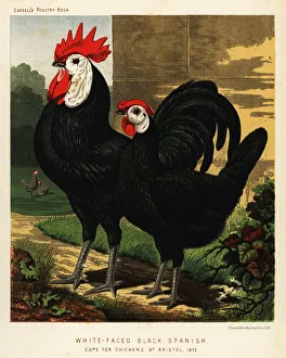 White-faced black Spanish White-faced black Spanish