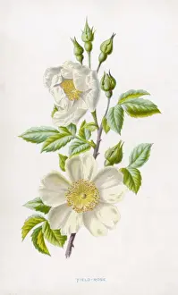 Country Garden Flowers Prints: A White Field Rose
