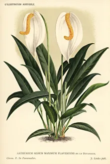 White flamingo flower, Anthurium scherzianum var White flamingo flower, Anthurium scherzianum var