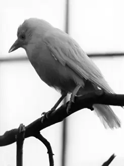 Tree Branch Birds Prints: White Jackdaw