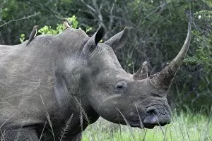 Rhinoceros Collection: White Rhinoceros / Square-lipped Rhino