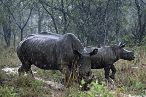White Rhinoceros / Square-lipped Rhino - mother White Rhinoceros / Square-lipped Rhino - mother