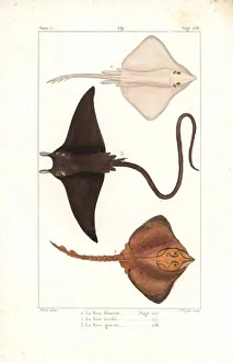 White skate (endangered) and devil ray White skate (endangered) and devil ray