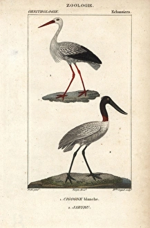 White stork, Ciconia ciconia, and jabiru, Jabiru mycteria White stork, Ciconia ciconia, and jabiru, Jabiru mycteria