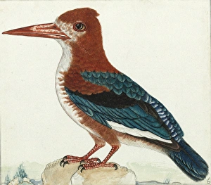 White-throated kingfisher, Halcyon smymensis White-throated kingfisher, Halcyon smymensis