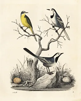White wagtail and western yellow wagtail White wagtail and western yellow wagtail
