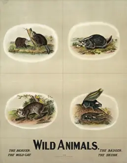 Vintage Wildlife Prints: Wild animals