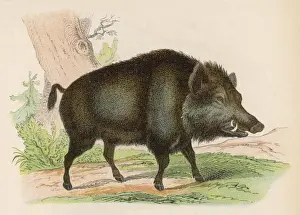 Forest Animals Pictures Prints: WILD BOAR