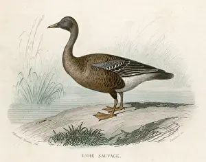 Wildlife Watercolor Paintings Prints: WILD GOOSE