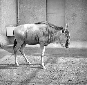 African Antelope Images Prints: Wildebeest, also known as a Gnu