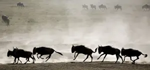 Ngorongoro Conservation Area Images Prints: Wildebeests - On migration