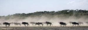 Wildebeests - On migration - Between Serengeti and Ndutu Wildebeests - On migration - Between Serengeti and Ndutu