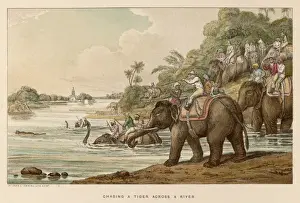 Wildlife Art Prints Online Prints: Williamson / Tiger / River
