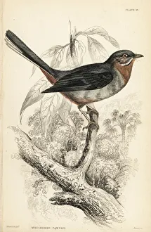 Willie wagtail, Rhipidura leucophrys Willie wagtail, Rhipidura leucophrys