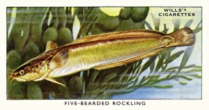 Wills cigarette card - Five-bearded Rockling Wills cigarette card - Five-bearded Rockling
