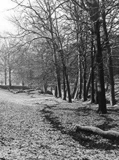 Wintery Woods Print: Barnston Dale, Wirral, England 1950s