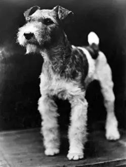 Wire Haired Fox Terrier Print, 1930s