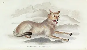 Prints of The Wolf, in Edward Donovans The Natural History of British Quadrupeds Volume 1. Held in the Library and Archives Gray Wolf Prints: The Wolf Print from The Natural History of British Quadrupeds Volume 1