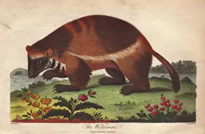 Prints of Wolverine or Gulo gulo.. Handcolored copperplate engraving from Ebenezer Siblys Universal System of Natural History, 1794 Wolverine Prints: Handcolored Copperplate Engraving Print of Wolverine, 1794