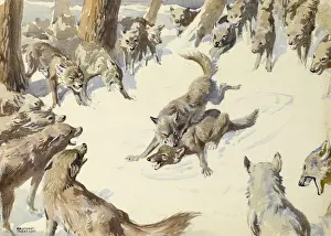Aggressive Animal Behavior Prints: Wolves fighting