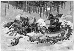 Wolves In Forest Prints: Wolves and Sledge