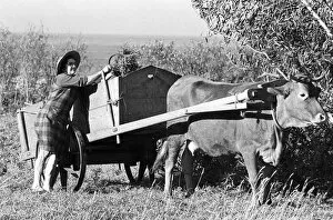 Viana Collection: Woman with cow cart Portugal - 2