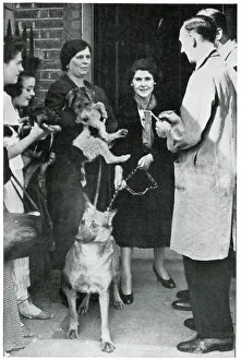 Women queuing with their dogs for RSPCA advice, Sept 1939 Women queuing with their dogs for RSPCA advice, Sept 1939