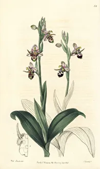 Woodcock bee-orchid, Ophrys scolopax subsp. cornuta Woodcock bee-orchid, Ophrys scolopax subsp. cornuta