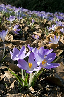Woodland Crocus - mass flowering -ʳpring - March Woodland Crocus - mass flowering -ʳpring - March