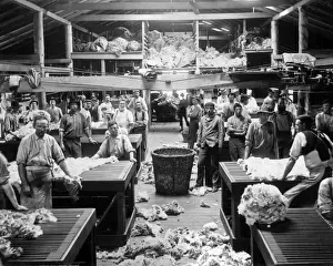 Wool Sorting and Classing Print, Burrawang, NSW circa 1890s