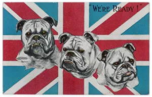 <b class=qtipBold><figcaption>Ww1 Postcard Bulldogs</figcaption></b><br>Patriotic British bulldogs: We're Ready !<br><em>© Mary Evans Picture Library 2015 - https://copyrighthub.org/s0/hub1/creation/maryevans/MaryEvansPictureID/10091850</em> Ww1 Postcard Bulldogs