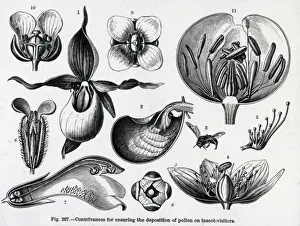 Old Medical Illustrations Online Prints: X-Ray - Various Pollination Models