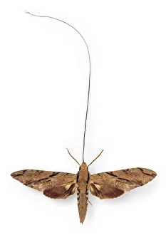 Xanthopan morganii praedicta, sphinx moth Xanthopan morganii praedicta, sphinx moth