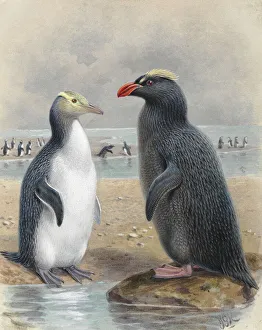 Yellow Eyed Penguin and Snares Crested Penguin Yellow Eyed Penguin and Snares Crested Penguin