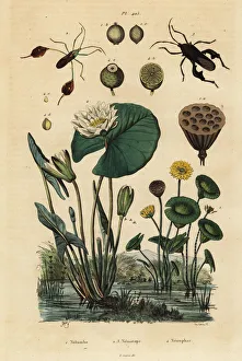 Yellow lotus, white water lily and leaf-footed bugs Yellow lotus, white water lily and leaf-footed bugs