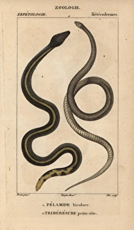 Yellowbelly sea snake, Pelamis platura