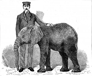 Young African Elephant at London Zoo, 1882 Young African Elephant at London Zoo, 1882