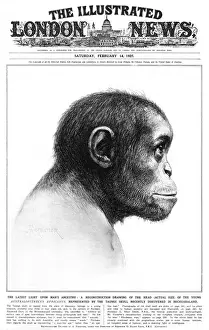 Young Australopithecus africanus Reconstruction Print, 1925