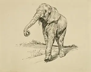 Young Elephant Pastel Print