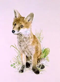 Malcolm Greensmith Prints: A young fox
