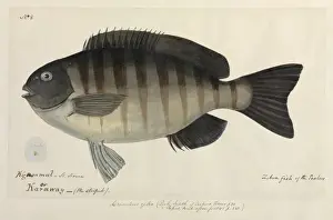 Zebra Fish Watercolour Print