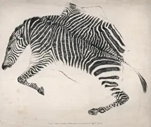 Prints of Skin of zebra of modern Naturalists as preserved by Captain Harris, probably William Cornwallis Harris of the East India Company, a keen hunter in Africa William Cornwallis Harris Prints: Zebra Skin Print by Captain Harris, East India Company
