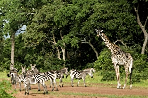 Zebras and Giraffes (Giraffa camelopardalis) invading Zebras and Giraffes (Giraffa camelopardalis) invading