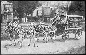 Prints of Four zebras in harness pull a Mazawattee tea cart -- purely for publicity purposes, we understand Zebra Prints: Zebras Pull Mazawattee Tea Cart Print