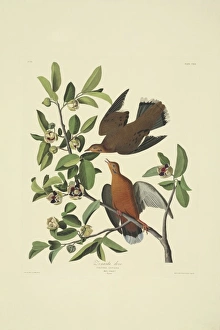 Zenaida aurita, zenaida dove Zenaida aurita, zenaida dove